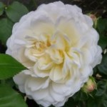 enigmaticvines